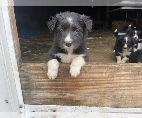 Medium Photo #2 Border Collie Puppy For Sale in MYERSTOWN, PA, USA