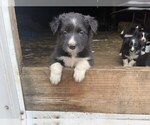 Small Photo #2 Border Collie Puppy For Sale in MYERSTOWN, PA, USA