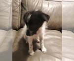 Small #2 Pomsky-Poodle (Miniature) Mix