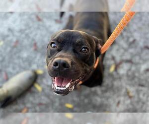 American Pit Bull Terrier-Unknown Mix Dogs for adoption in Santa Rosa, CA, USA