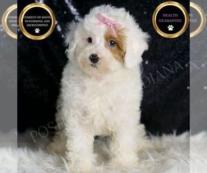 Poodle (Miniature) Puppy for sale in WARSAW, IN, USA