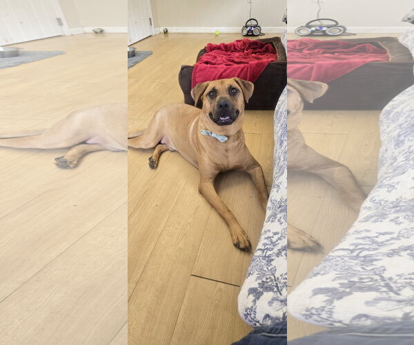 Medium Photo #5 Rhodesian Ridgeback-Unknown Mix Puppy For Sale in Rockaway, NJ, USA