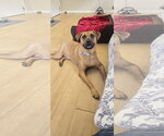 Small #4 Rhodesian Ridgeback Mix