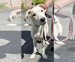 Small Labrador Retriever Mix