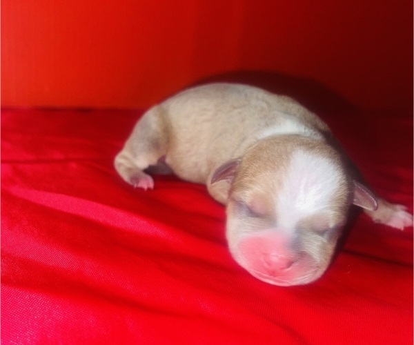 Medium Photo #27 American Bully Puppy For Sale in TRENTON, NJ, USA