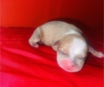 Small Photo #27 American Bully Puppy For Sale in TRENTON, NJ, USA
