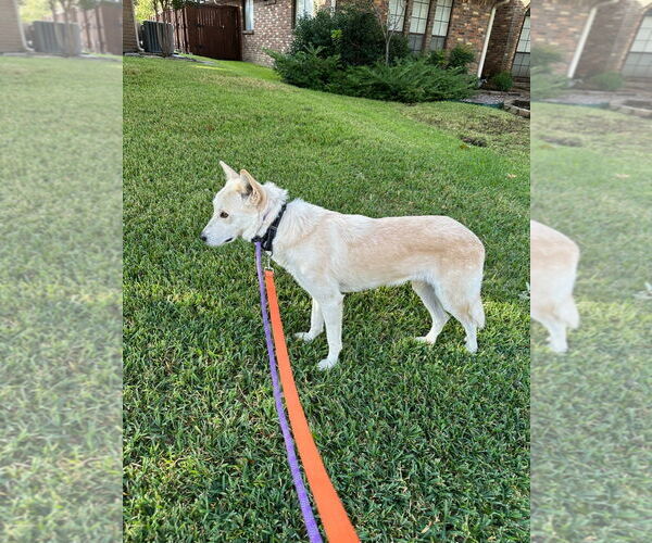 Medium Photo #3 Unknown-white german shepherd Mix Puppy For Sale in Hoffman Estates, IL, USA
