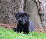 Small #2 Labrador Retriever