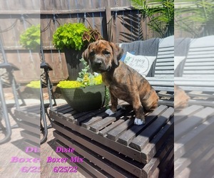 Boxer Mix Puppy for Sale in SHIPSHEWANA, Indiana USA