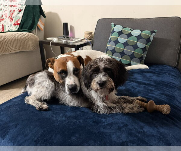 Medium Photo #5 Shih-Poo Puppy For Sale in Arlington, VA, USA