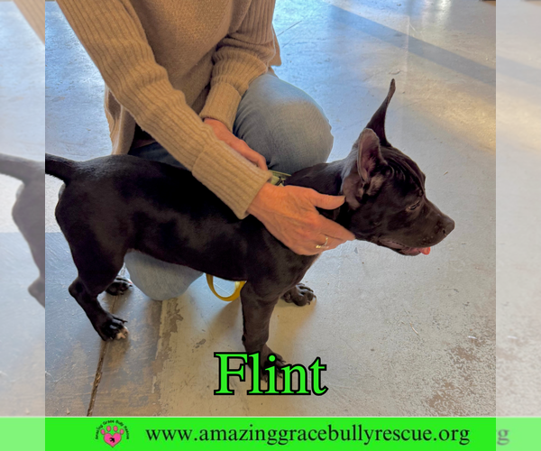 Medium Photo #7 American Bulldog-Unknown Mix Puppy For Sale in Pensacola, FL, USA