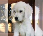 Small Photo #8 Golden Retriever Puppy For Sale in FORT STEILACOOM, WA, USA