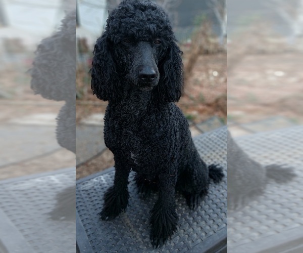 Medium Photo #1 Poodle (Standard) Puppy For Sale in CENTENNIAL, CO, USA