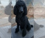 Small Photo #1 Poodle (Standard) Puppy For Sale in CENTENNIAL, CO, USA