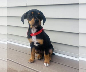 Jack Russell Terrier-Unknown Mix Dogs for adoption in St. Louis Park, MN, USA