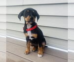 Small Jack Russell Terrier Mix