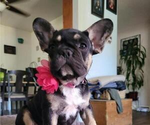 French Bulldog Puppy for sale in SACRAMENTO, CA, USA