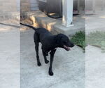 Small #3 Labradoodle