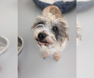 Mutt Dogs for adoption in Woodbury, NY, USA