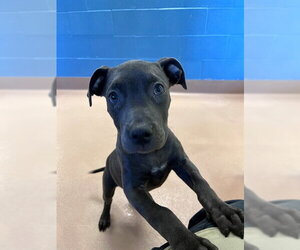 Mutt Dogs for adoption in Plano, TX, USA