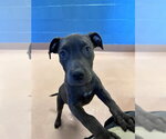 IVY - Female Mutt Dog for Adoption - Small photo