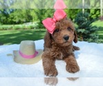 Small #2 Poodle (Miniature)