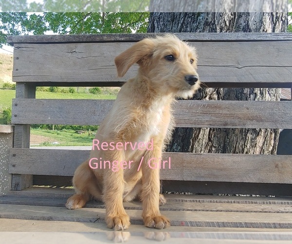 Medium Photo #1 Shepadoodle Puppy For Sale in EZEL, KY, USA
