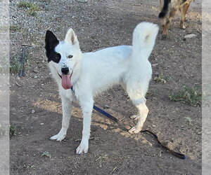 Border Collie-Unknown Mix Dogs for adoption in Peralta, NM, USA