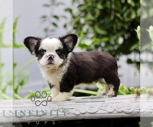 French Bulldog Puppy for sale in RONKS, PA, USA