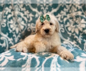 Poodle (Standard) Puppy for sale in LAKELAND, FL, USA
