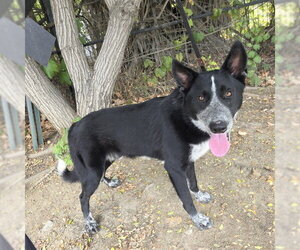 Shollie Dogs for adoption in Long Beach, CA, USA