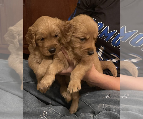 Medium Photo #1 Golden Retriever Puppy For Sale in UKIAH, CA, USA