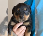 Small Photo #5 Rottweiler Puppy For Sale in OAK GLEN, CA, USA
