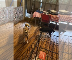 Shiba Inu Dog for Adoption in PALATKA, Florida USA