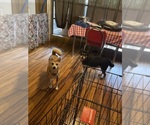 Small Shiba Inu