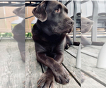 Small Photo #1 Labrador Retriever Puppy For Sale in ALDERPOINT, CA, USA