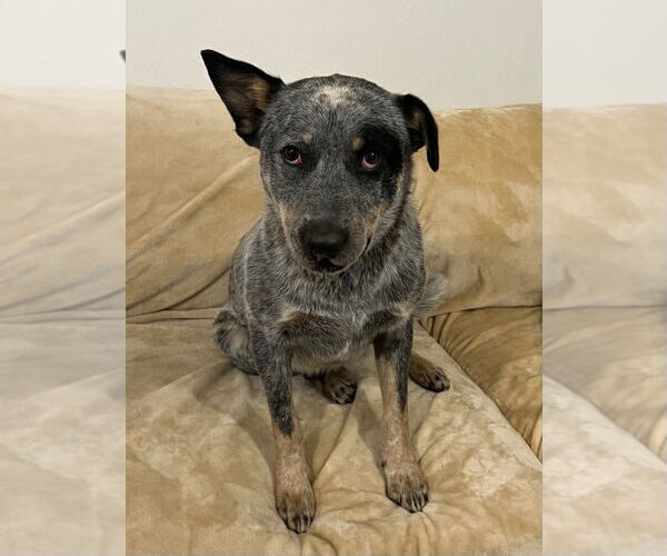 Medium Photo #1 Mutt Puppy For Sale in Salt Lake City, UT, USA