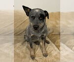 Small Mutt
