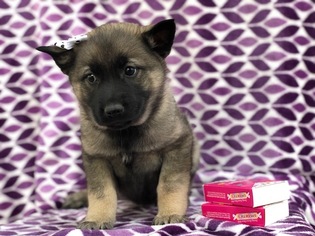 Norwegian Elkhound Puppy for sale in CEDAR LANE, PA, USA