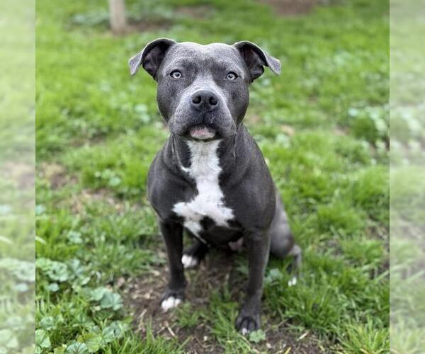 Medium Photo #3 American Pit Bull Terrier Puppy For Sale in Modesto, CA, USA