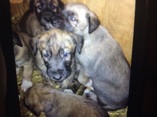Irish Wolfhound Puppy for sale in ALTONA, IN, USA