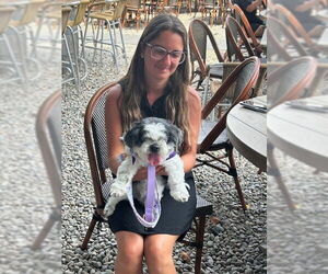 Shih Tzu Dogs for adoption in Spring Lake, NJ, USA