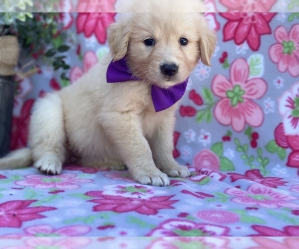 Medium Photo #1 Golden Retriever-Maremma Sheepdog Mix Puppy For Sale in LANCASTER, PA, USA