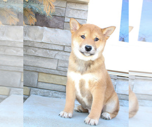 Shiba Inu Puppy for sale in CANTON, SD, USA