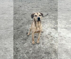 Rocky - Male Mutt Dog for Adoption - Photo #3