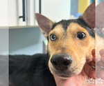 Small #3 Mutt