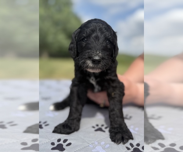 Medium Photo #5 Goldendoodle Puppy For Sale in HOWARD CITY, MI, USA