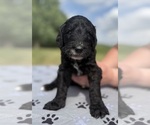 Small Photo #5 Goldendoodle Puppy For Sale in HOWARD CITY, MI, USA