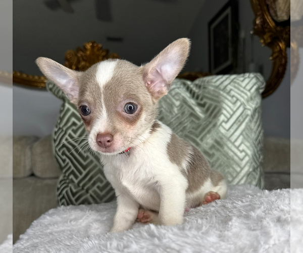 Medium Photo #3 Chihuahua Puppy For Sale in CHARLOTTE, NC, USA