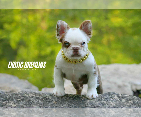 Medium Photo #1 French Bulldog Puppy For Sale in CRESTLINE, OH, USA